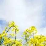 2月適合去哪個國家？2月旅遊國家推薦，特色景點一次看